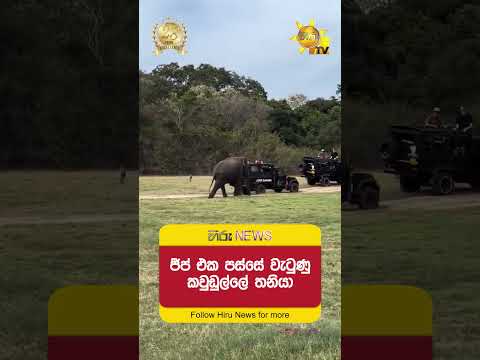 ජීප් එක පස්සේ වැටුණු කවුඩුල්ලේ තනියා - Hiru News