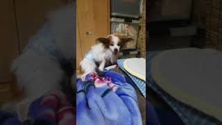 風呂から出て頭スリスリな家の犬マン【名前はスカイ】