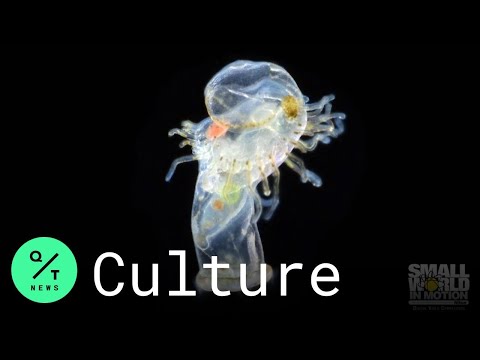 Winners of the Nikon Small World in Motion Competition