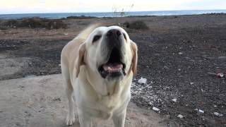 preview picture of video 'Bellender Labrador'