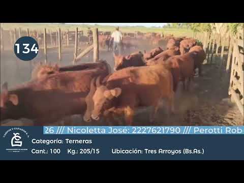 Lote Hembras - Tres Arroyos Bs As
