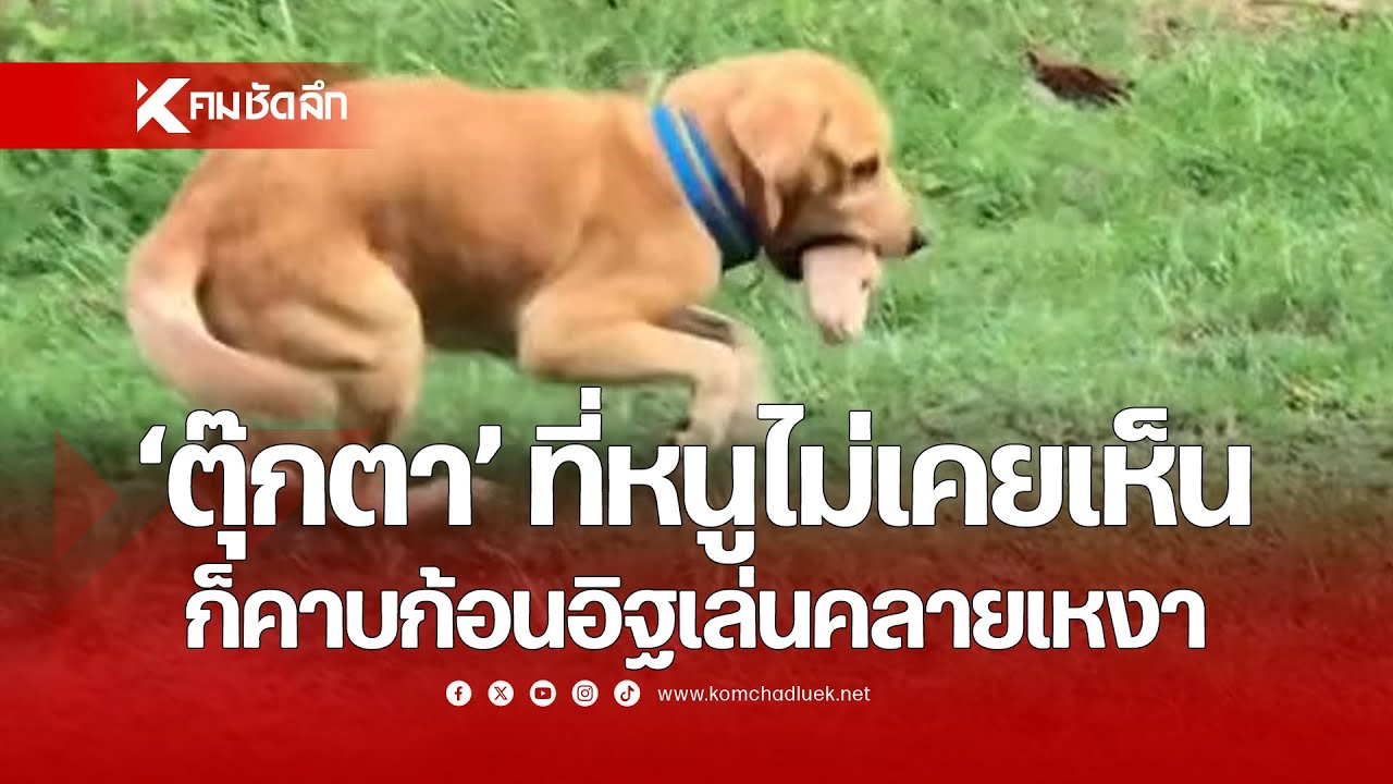 'ตุ๊กตา' ที่หนูไม่เคยเห็น ก็คาบก้อนอิฐเล่นคลายเหงา