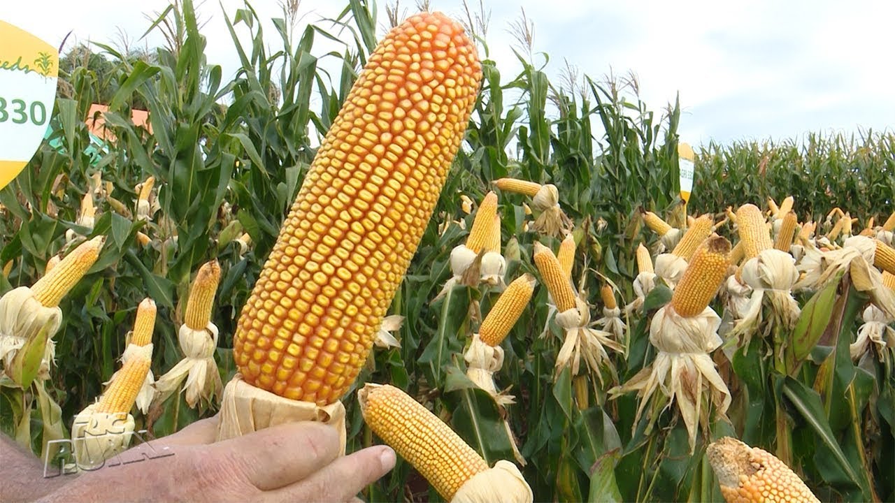 Pesquisas binacionais levam a espigas de milho resistentes ao clima