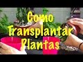 Como transplantar plantas