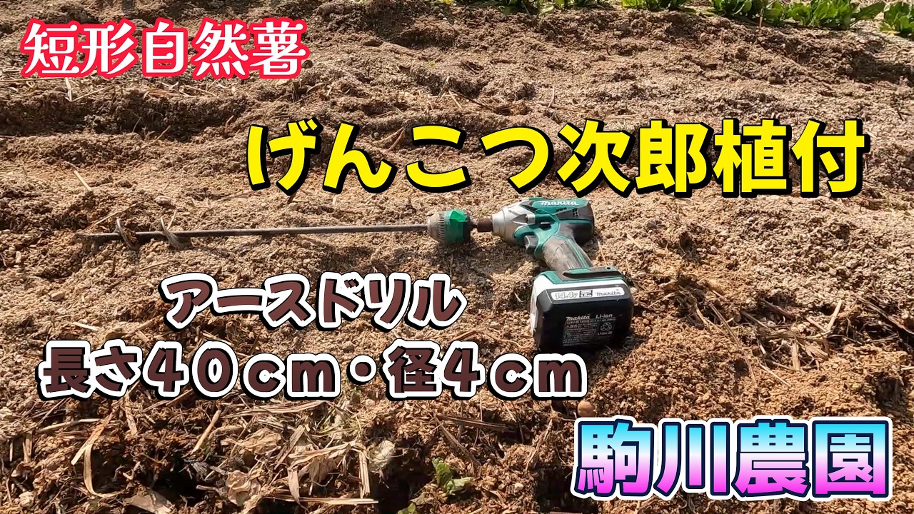 短形自然薯げんこつ次郎植え付け　駒川農園　26.3.31