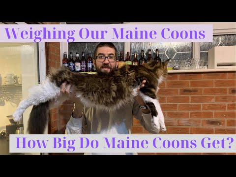 How Big Are Maine Coon Cats? | How Big Do Maine Coons Get? | Weighing My Maine Coons