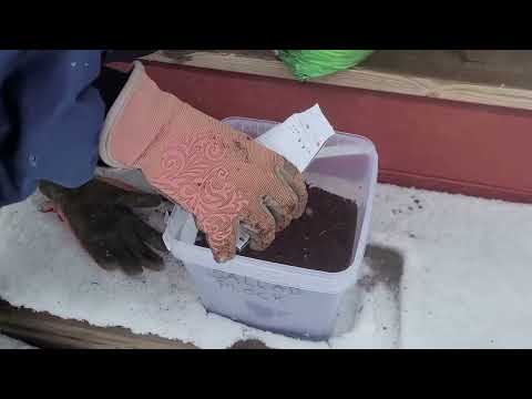 Kallsådd Vintersådd.