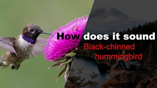 Download lagu Burung kolibri berdagu hitam mp3 Download lagu Burung kolibri berdagu hitam mp3