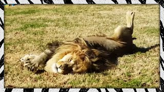 The opinions of lockdown | LIONS ARE ADORABLY STUBBORN
