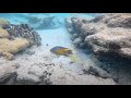 4K Underwater Bonaire Sunset Snorkeling At Delfins Beach Resort Kralendijk September 2025