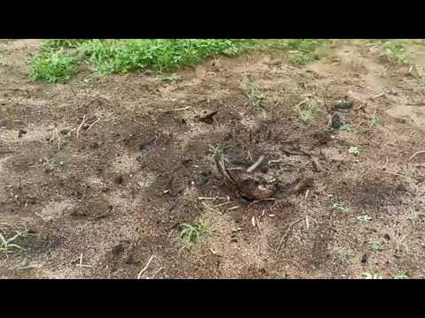 Buffel Aridus, Biloela e Moringa. Capim plantado em Santana do Seridó RN