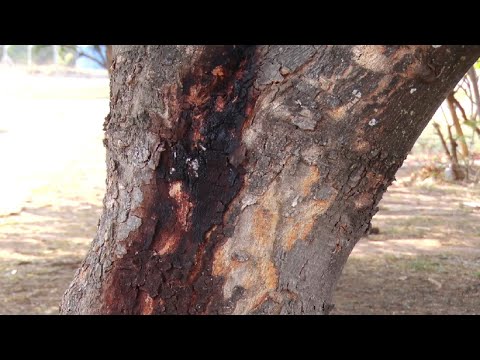 Moradores suspeitam de envenenamento em árvores no Vila Verde