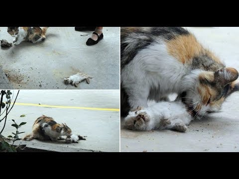 Danger cat kill kitten Mother cry