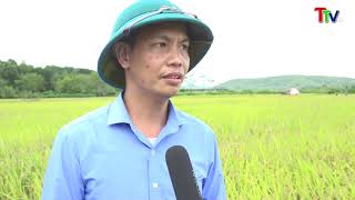 Xã Thành Tiến đẩy nhanh tiến độ thu hoạch lúa Mùa