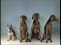 Sesame Street One Of These Things With Wegman S Dogs