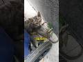 Cat Catches Mouse