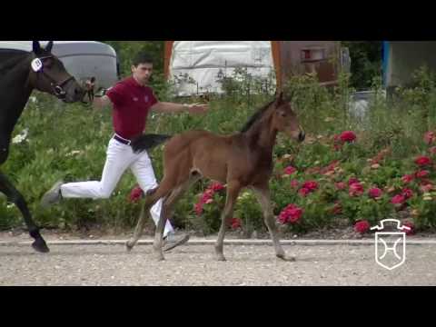 SL029 Hengstfohlen von Uriko - Quadrigo - Cash and Carry