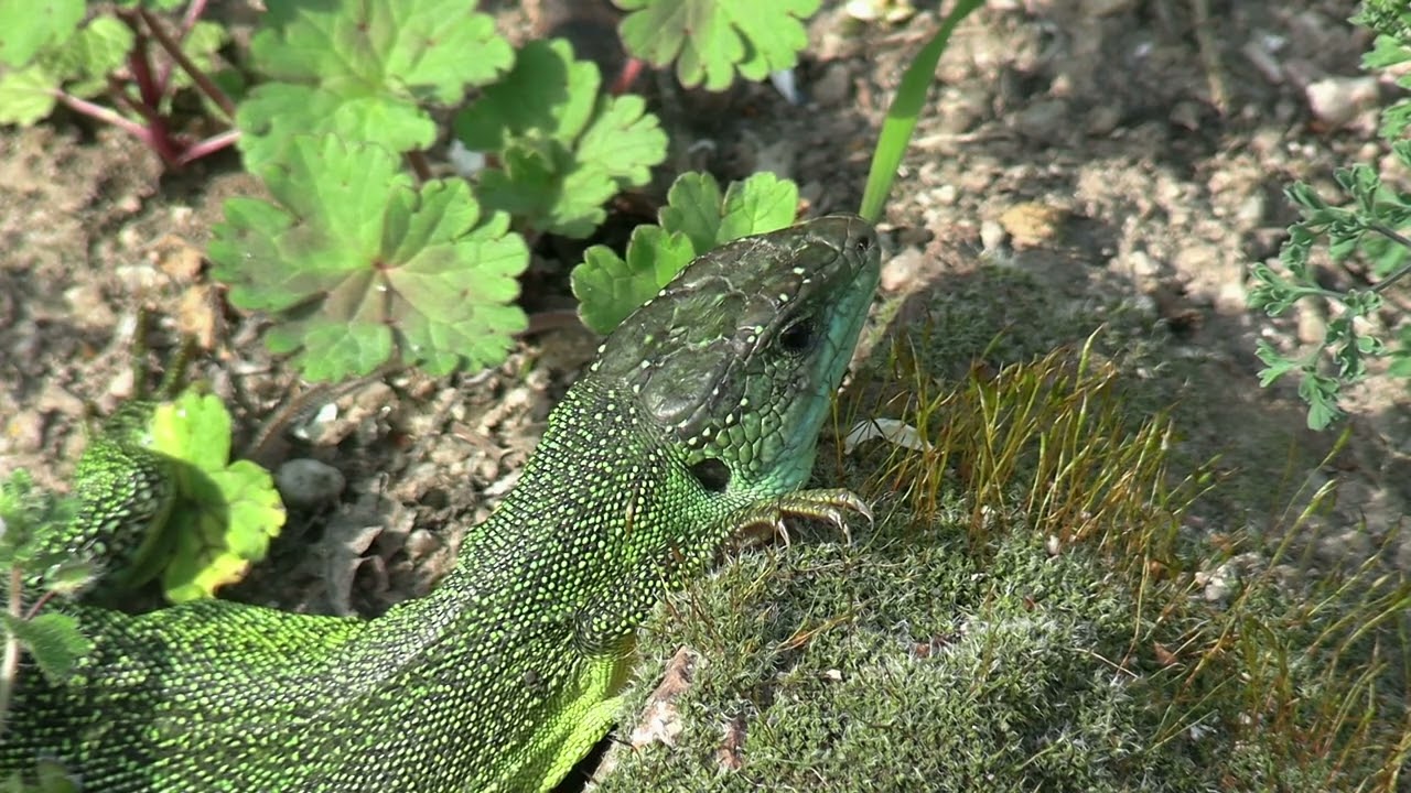 Le lézard vert à deux bandes bifurqué