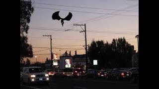 Mothman, el Hombre Polilla