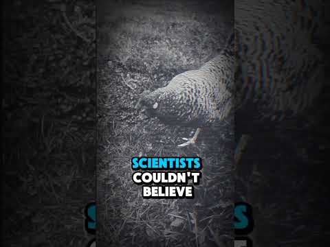 Mike the Headless Chicken: The Rooster That Lived Without a Head! 🐔😲 #WeirdHistory #Unbelievable