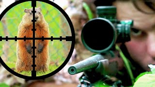 Sniping Groundhogs w/ 17HMR (Scope Cam)