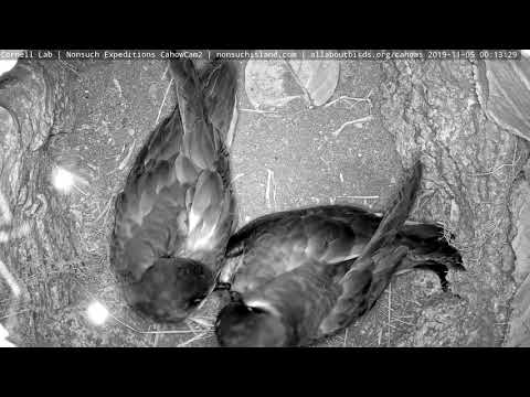 Bermuda Petrels Reunite In Cahow Cam 2 Burrow – Nov. 5, 2019