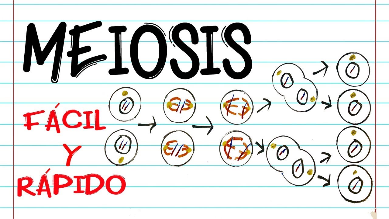 🌐 División celular: MEIOSIS 🔬 | FASES | [Fácil y Rápido] | BIOLOGÍA |