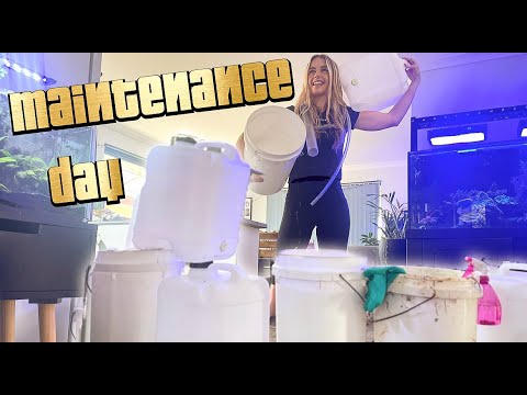 Maintenance and water changes on all my tanks