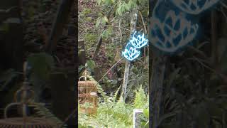 Download lagu 🔴🦜Pikat Burung❤️💯 #menjebak #burung #burcil mp3