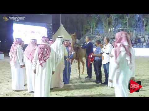 N.119 RESALAT AL KHALEDIAH - GOLD - Junior Fillies Championship