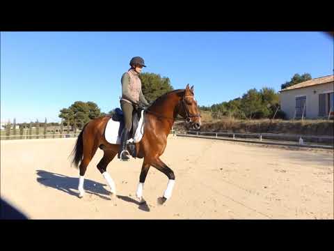 Indigo vidéo assemblée