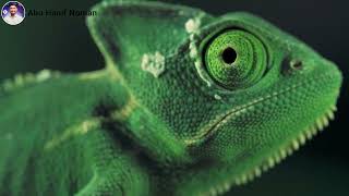 #forest   A green Reptile & A green frog History#বনেরএকটি সবুজ সরীসৃপ এবং একটি সবুজ ব্যাঙের ইতিহাস#