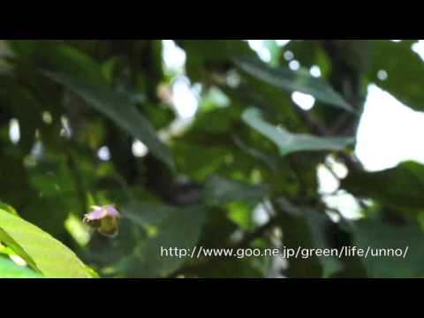 サフランムラサキシジミの飛翔　Mota massyla