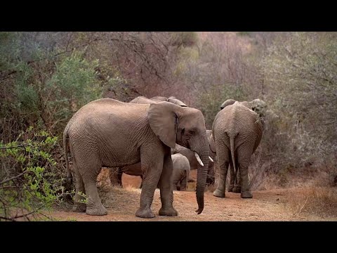 A Baby Elephant Doing Funny Things! | Kwa Maritane