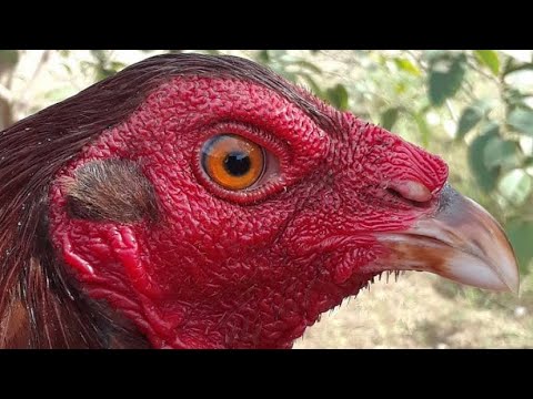 Top Notch Clarets Gamefowl/ Los Mejores Clarets