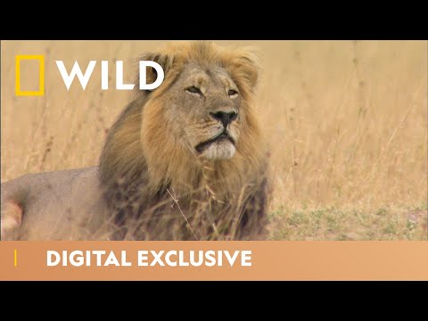 Cecil, The Most Famous Lion | Big Cat Week featuring Chris Packham | National Geographic Wild UK