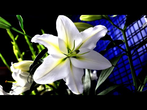 2022-04-17 Feast of our Lord’s Resurrection Easter Sunday