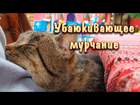 Лечебное кошачье мурчание. Релаксация