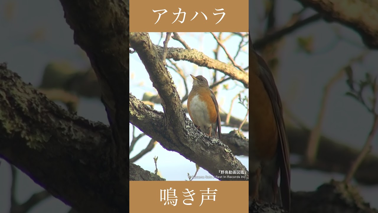 アカハラの鳴き声 | さえずり | 野鳥動画図鑑 #shorts