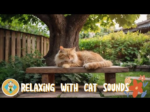 Meditation Music Reduces Anxiety For Cats With Purr 🎵 Soothing Kitten Sleep Music