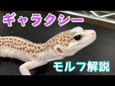 クラドフォラ sp.