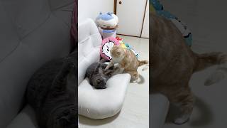 人のものを奪う猫🤣 #猫 #ねこ #猫動画 #ねこ動画 #猫のいる暮らし #猫好きさんと繋がりたい #猫あるある #猫のいる生活 #猫ミーム #可愛い猫