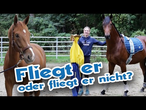 Freiarbeit mit Cowboy auf dem Rücken – Neuer Mitarbeiter kommt zum ersten Einsatz