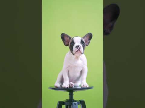 Cute puppy posing! ll #shorts#viral# #viralshorts