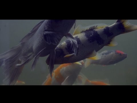 Ashkidd - aquarium