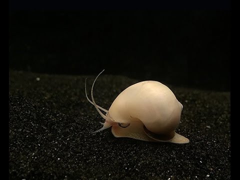 Aquarium Snails, How to kill Aquarium Snails, 3 Species of snails