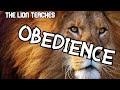 The Lion | Bible Lessons from Animals