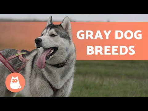 10 GRAY DOG BREEDS 😍 Which Is Your FAVORITE?