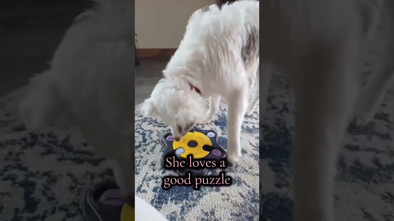 Enlarge Nettie, a Adoptable mixed breed in Alma, WI video 2/6