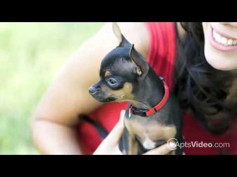 Glenoaks Apartments in Glendale, CA - ForRent.com